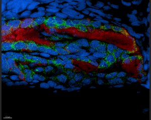 Symbionts (red) induce gene expression (green) in squid cells (blue). Credit: Moriano-Gutierrez/PBRC