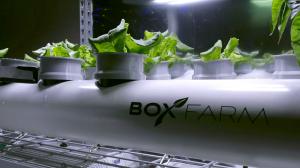 Plants thriving in the Box Farm autonomous hydroponic system.