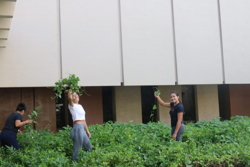 Students Holding Up Invasive Plants They Have Removed From A Garden Bed On Campus