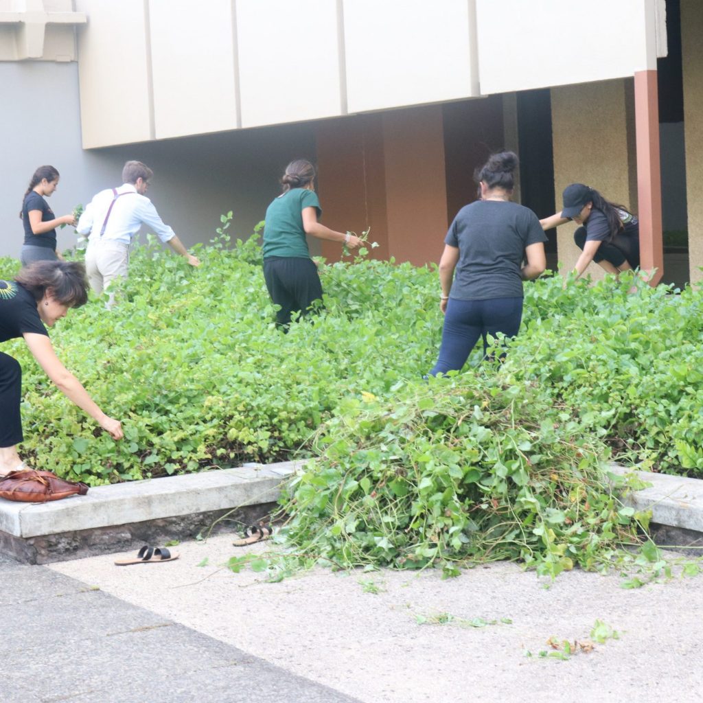 Students Taking Care Of The Plants On Our UH Mānoa Campus