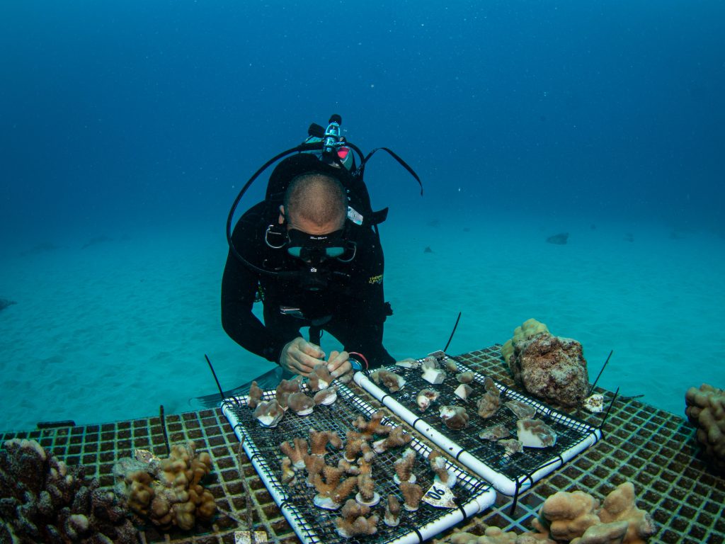 Diver in ocean, inspecting coral. Link to Postdoctoral