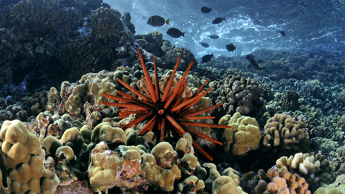 Healthy coral reef with a red slate pencil urchin, Heterocentrotus mamillatus, Molokini, Maui, Hawaii, USA