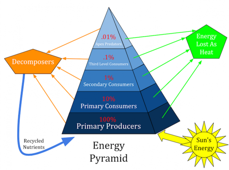 <p>Fig. 5. An energy pyramid shows that all energy in an ecosystem began as energy stored in plants from the sun.</p>