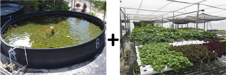 <p>Fig. 4. Aquaponics is a system that combines aquaculture (left) and hydroponics (right) to grow aquatic animals and plants. The aquaponics system shown here on the left is in Honolulu, Hawai'i at the President William McKinley High School. The hydropic farm on the right is on Midway Atoll, Hawai'i.&nbsp;</p>