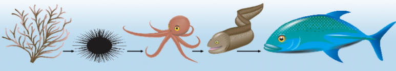 <p>Fig 3. &nbsp;Limu (algae) →&nbsp; Wana (sea urchin) →&nbsp; He'e (octopus) →&nbsp; Puhi (eel) → Ulua (trevally)</p>