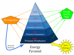 <p>Fig. 2. An energy pyramid shows that all energy in an ecosystem began as energy stored in plants from the sun.</p>