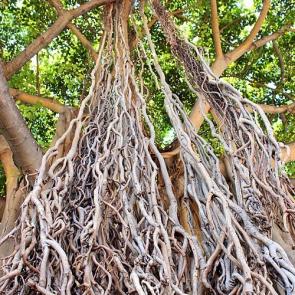<p>Fig. 2.&nbsp;Banyan trees, like this one found in Honolulu, can reach enormous sizes.</p><br />
