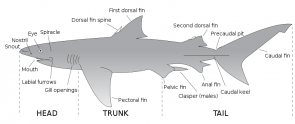 <p>Fig. 2.&nbsp;A diagram shows the anatomy of a shark.</p><br />
