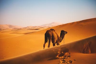 <p>Fig. 2. The brown coloring of a camel helps it to blend in with the desert sand behind it.</p>