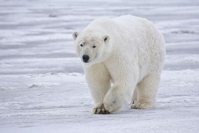 <p>Fig. 1. The white appearance of this polar bear helps it to camouflage in with the white snow.</p>