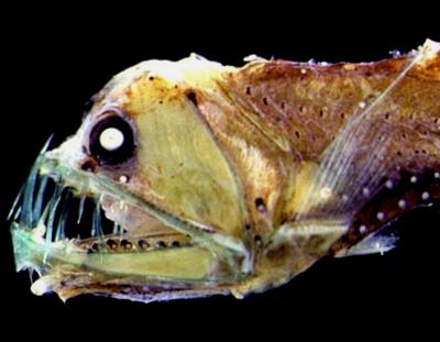 <p>Fig. 9. Viperfish have massive teeth and eyes to survive in the twilight zone.</p>