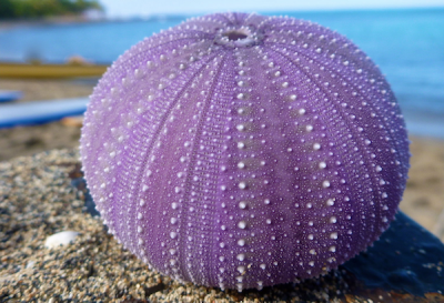 <p>Fig. 7. The inner shell, or test, of the common collector sea urchin that was found off the coast of Hawai'i.</p>