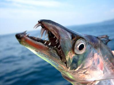 <p>Fig. 2. The long teeth of the barracuda help this carnivore eat.</p>