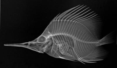 <p>Fig. 9a. An x-ray image of a longnose butterfly fish show off the hidden spines.</p>