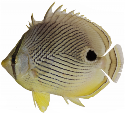 <p>Fig. 9b. The false eye spot on this butterflyfish might confuse a predator.</p>