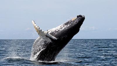 <p>Fig. 1. Humpback whale breaching.</p>