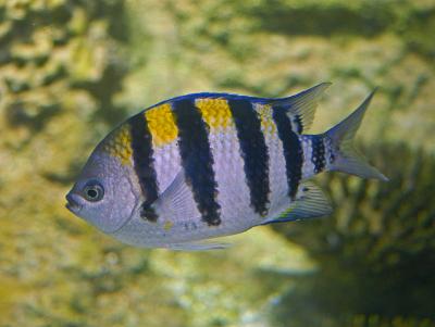 <p>Fig. 4. Damselfish have a slightly upturned and large mouth compared to their body size to slurp in plankton from the water.</p>