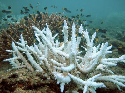 <p>Fig. 4. Coral bleaching is a stress response to high temperatures. These two corals from the Great Barrier Reef in Australia exhibit different responses; with the front looking fully bleached and the back healthy.</p>