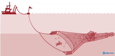 <p>Fig 5. An illustration of a Turtle Exclusion Device shows how fichers can limit bycatch.</p>
