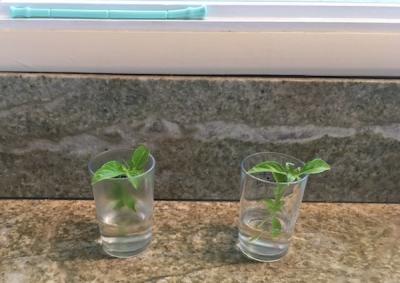 <p>Fig. 4. Can basil clippings in a glass of water continue growing?</p>
