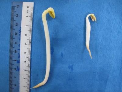 <p>Fig. 4. Sprouts grow to different sizes, as seen here with a soybean sprout and mung bean sprout side by side.</p>