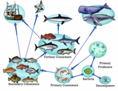 <p>Fig. 3. Groups of organisms that play similar roles within a food web make up different trophic levels.</p>