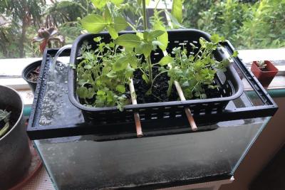 <p>Fig 3A. Basil and cilantro growing side by side in a hydroponic system. Comparing plants grown hydroponically to those grown in soil can be helpful to explore what plants need to grow.</p>