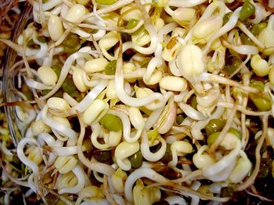 <p>Fig. 1. Sprouts are a nutritious and easy to grow snack!&nbsp;</p>