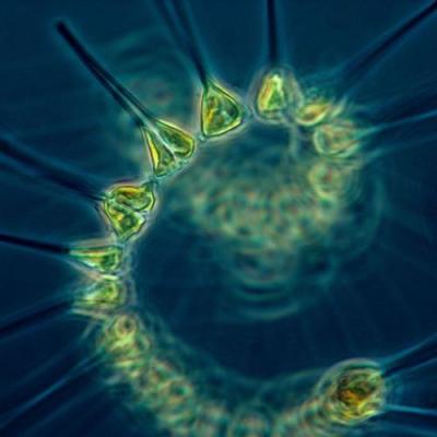 <p>FIg. 1. Phytoplankton are microscopic plants that live in bodies of water and are the base of many food webs.&nbsp;</p>