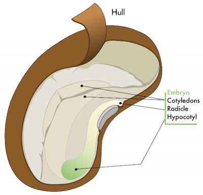 <p>Fig. 5. A deeper dive into a seed reveals hidden parts of the embryo and the stored nutrients that allows it to grow.</p>