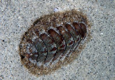 <p><strong>Fig. 3.58.</strong>&nbsp;(<strong>C</strong>) Wood chiton (<em>Mopalia lignosa</em>)</p>

