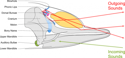 <p>Fig. 7.&nbsp;Anatomy of underwater sound production in an odontocete whale</p>