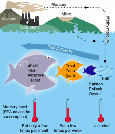 <p>Fig 1. A diagram shows how mercury moves from land through a food chain in the ocean.</p>
