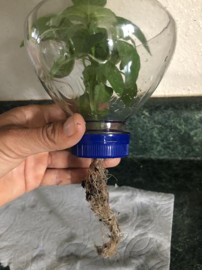 <p>Fig. 4b. Basil plant with roots pulled through the hole in the bottle cap.</p>