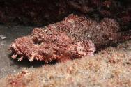 <p>Fig. 11. This scorpionfish is a master of disguise.&nbsp;</p>
