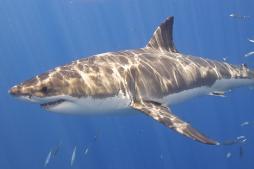 <p>Fig. 7. This great white shark has countershading.</p>