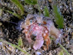 <p>Fig. 14. This crab uses anemones stuck to its shell as added defense.</p>