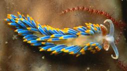 <p>Fig. 12. Nudibranchs are often brightly colored and elaborate organisms.</p>