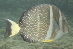 <p>Fig. 8. A whitespotted surgeonfish (at Hanauma Bay) has a hidden spine at the base of the body.</p>