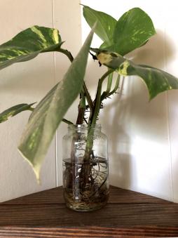 <p>Fig. 1. This plant has been growing only in water for almost a year!</p>