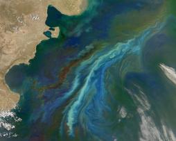 <p>Fig. 3.&nbsp;A satellite image showing a phytoplankton bloom off the coast of Patagonia, Argentina on December 21, 2010.</p>
