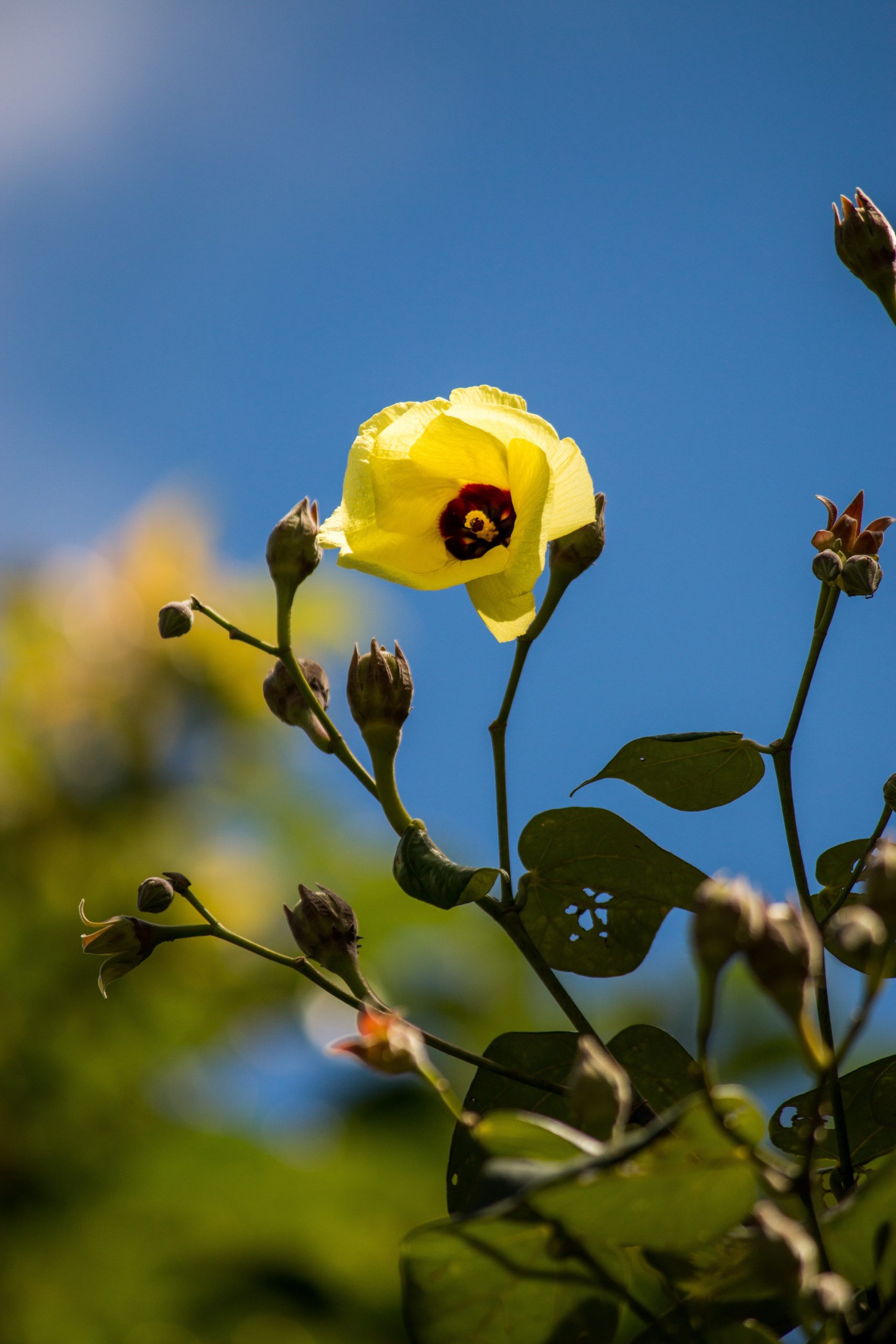 yellow hau flower