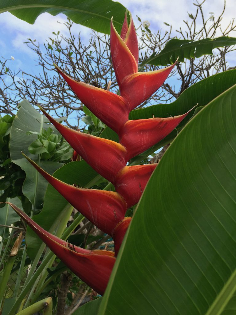 red heliconia