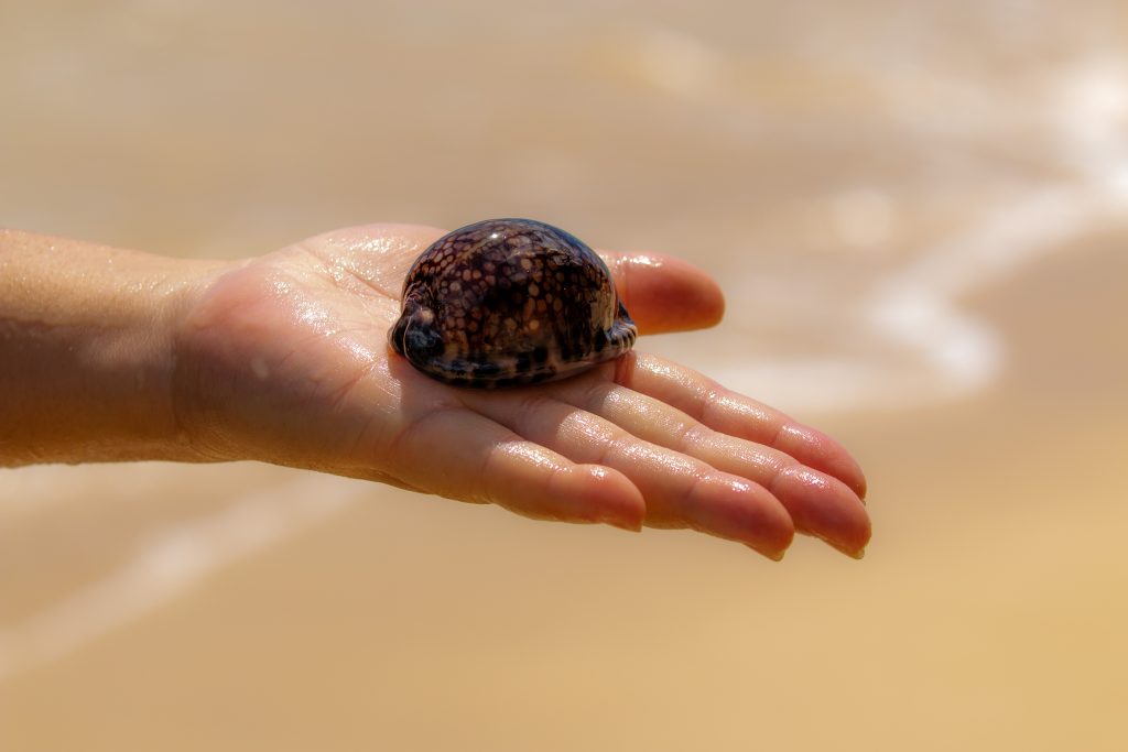 shell in hand