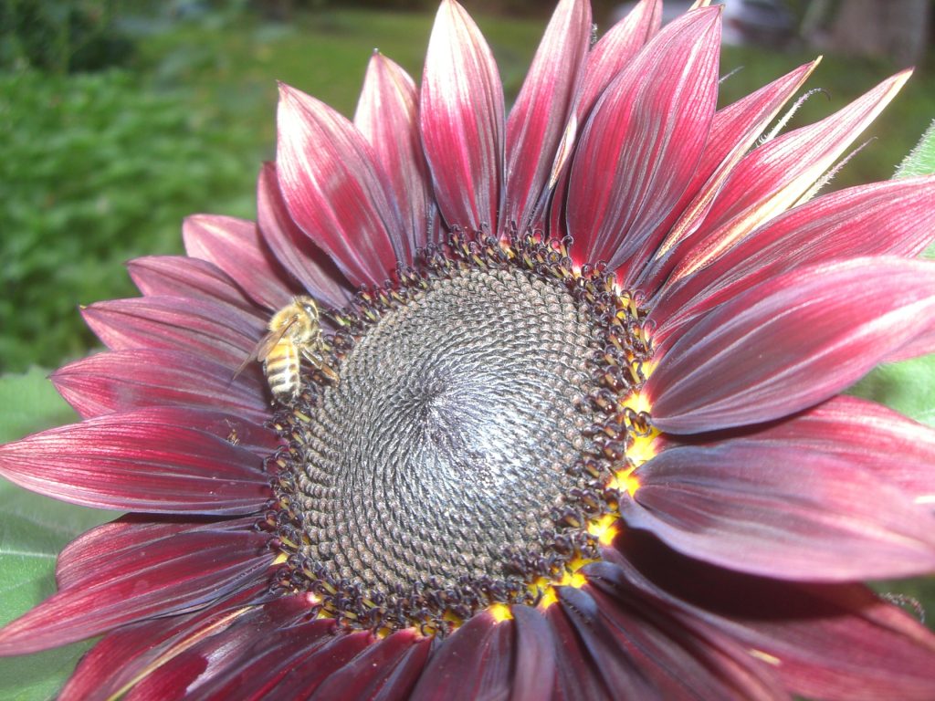 bee on sunflower