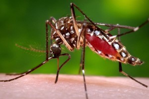 Aedes mosquitos serve as vectors to spread dengue, chikungunya, and Zika viruses.
