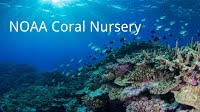 coral nursery