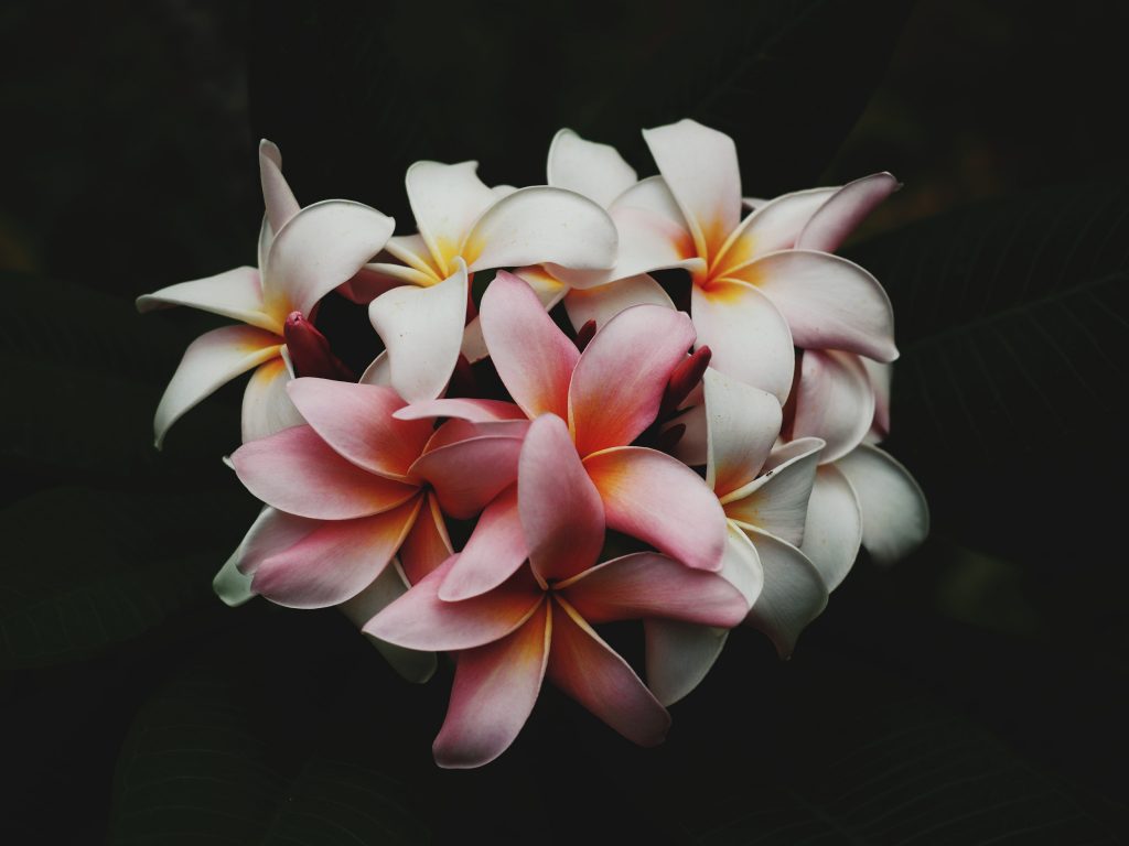 Group of plumeria flowers