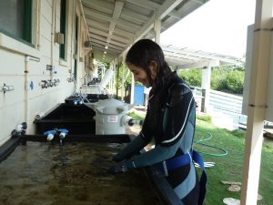 Andrea puts coral fragments from Kaneohe Bay into a water table.
