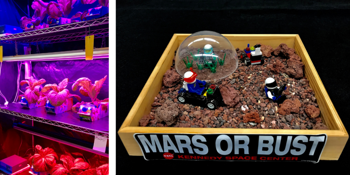 Plants growing under purple lighting and Mars or Bust diorama